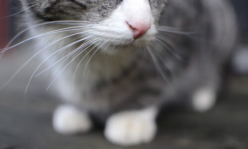 开云体育官网-詹姆斯再创得分高峰挑战生涯新纪录，詹姆斯总得分突破35000